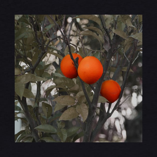 Orange tree with three oranges by oknoki